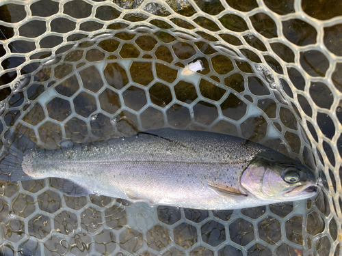 ニジマスの釣果