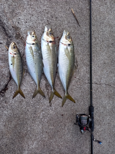 アジの釣果