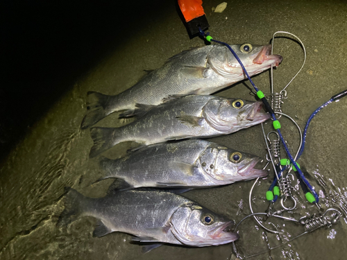 セイゴ（ヒラスズキ）の釣果