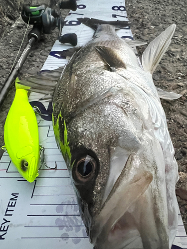 シーバスの釣果