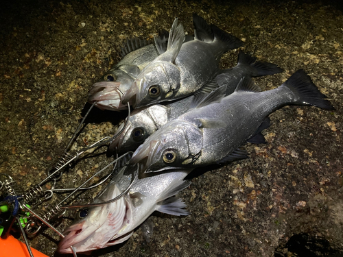 セイゴ（ヒラスズキ）の釣果