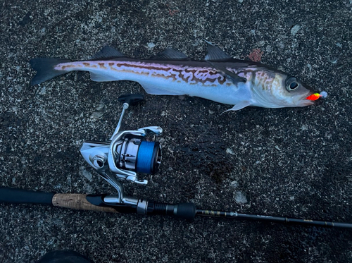 スケトウダラの釣果