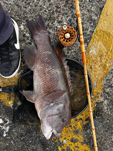 カンダイの釣果