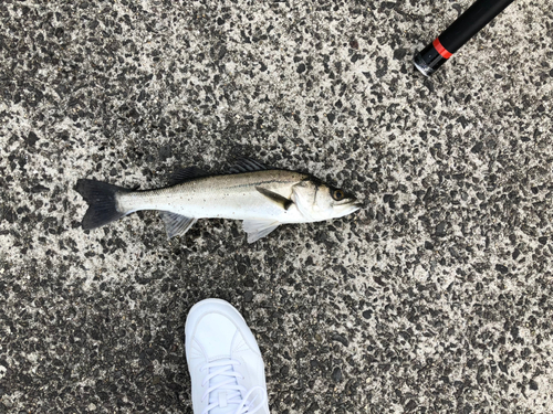 スズキの釣果