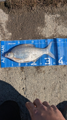 ダントウボウの釣果