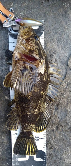 タケノコメバルの釣果