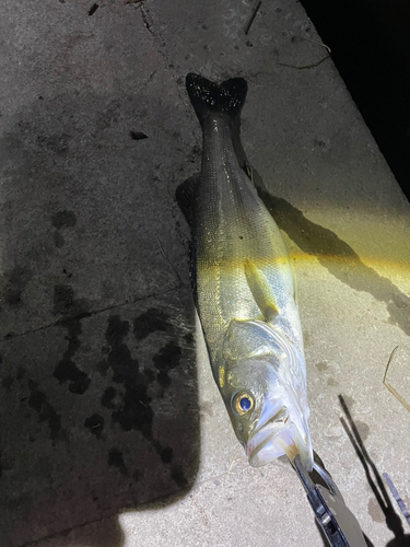 シーバスの釣果