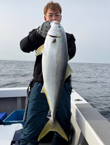 ブリの釣果