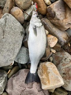 ヒラスズキの釣果