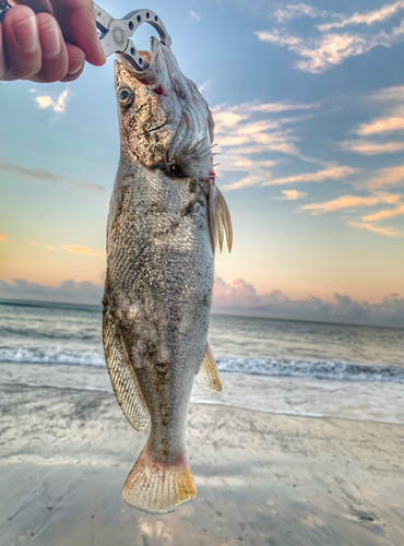 ニベの釣果