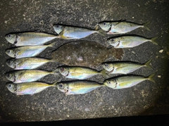ヒラメの釣果