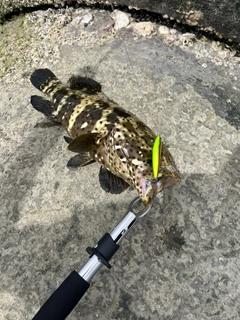 ヤイトハタの釣果