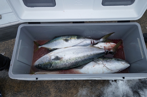 ブリの釣果