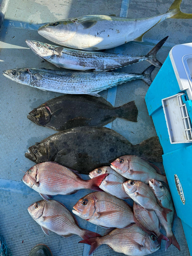 マダイの釣果