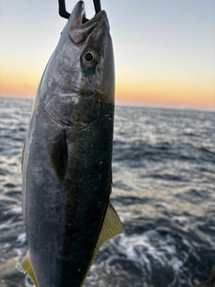 ブリの釣果