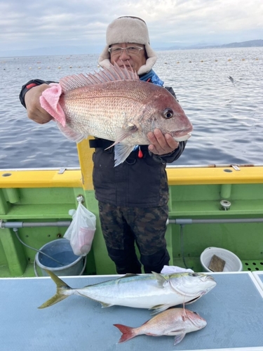 マダイの釣果