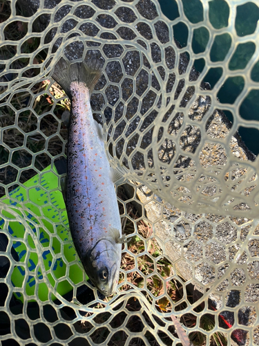 アマゴの釣果