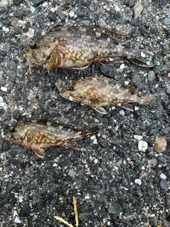 カサゴの釣果