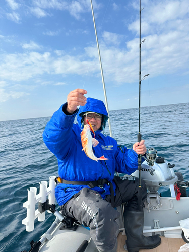 ホウボウの釣果