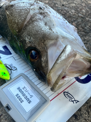 シーバスの釣果