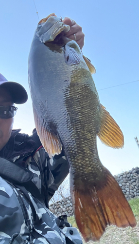 スモールマウスバスの釣果