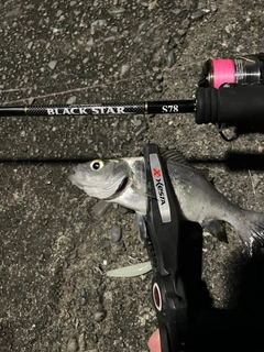 セイゴ（マルスズキ）の釣果