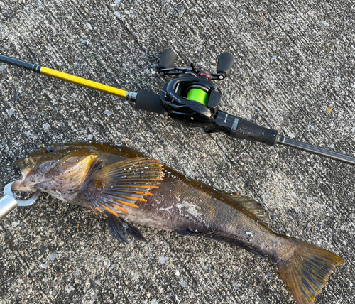 アイナメの釣果