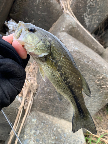 ラージマウスバスの釣果