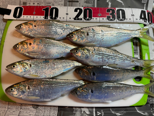 コノシロの釣果