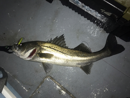 シーバスの釣果