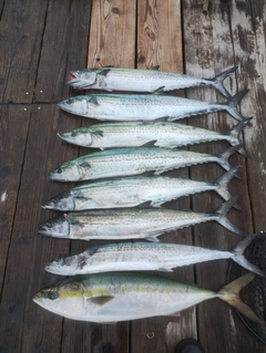 ブリの釣果