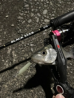 セイゴ（マルスズキ）の釣果