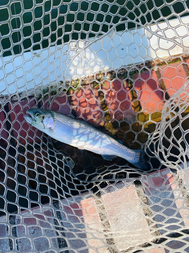 ニジマスの釣果