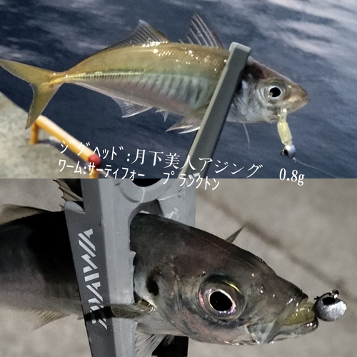 アジの釣果