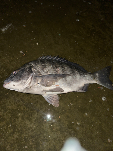 クロダイの釣果