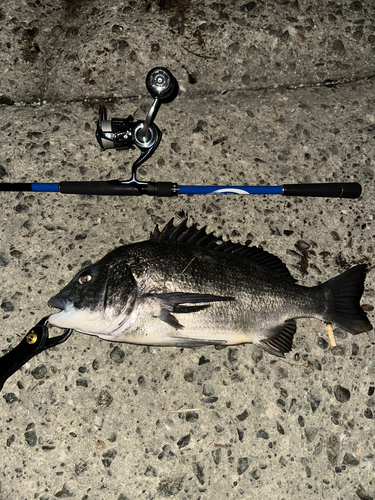 クロダイの釣果