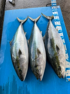 ブリの釣果