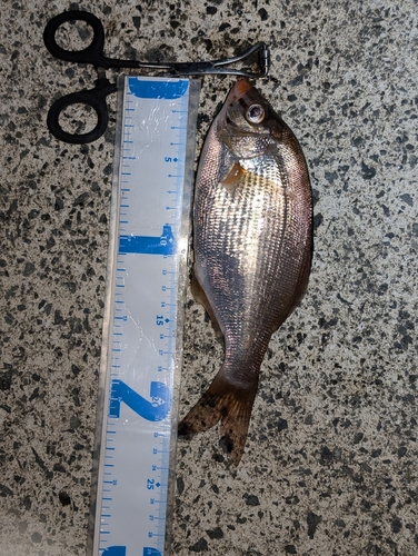 ウミタナゴの釣果