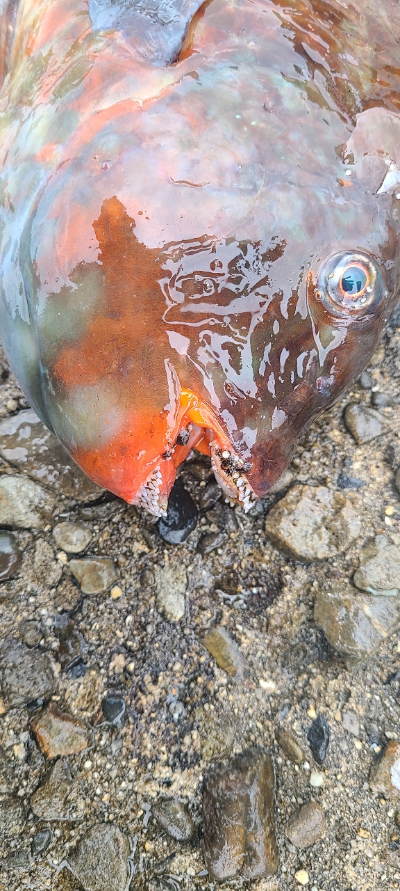 クチブトグレ