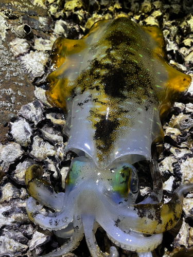 アオリイカの釣果