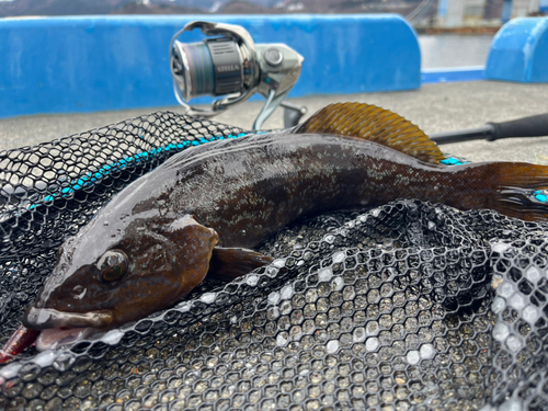 アイナメの釣果