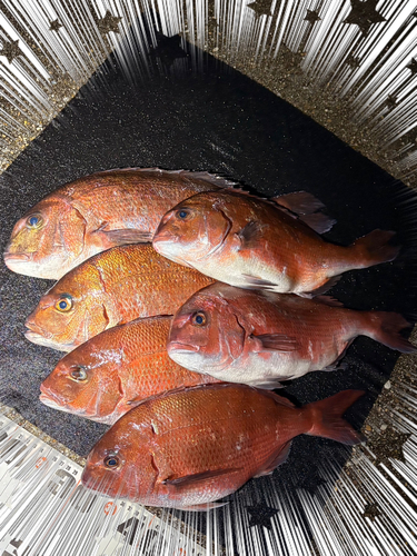 マダイの釣果