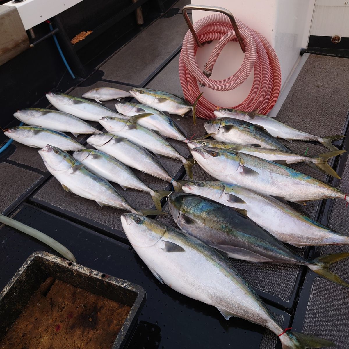 九三丸さんの釣果 3枚目の画像