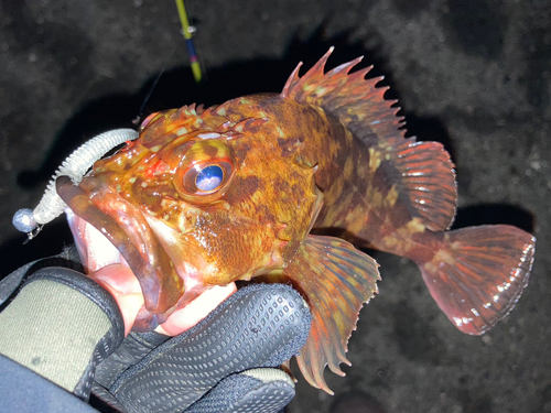 カサゴの釣果