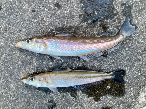 シロギスの釣果