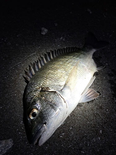 ミナミクロダイの釣果