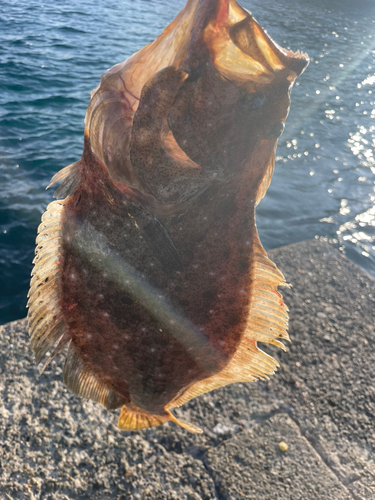 ヒラメの釣果