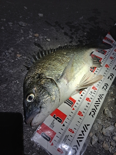 ミナミクロダイの釣果