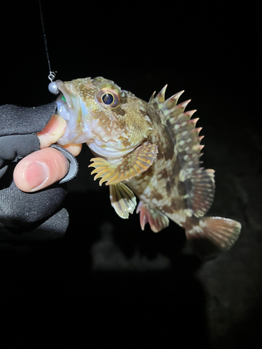 カサゴの釣果