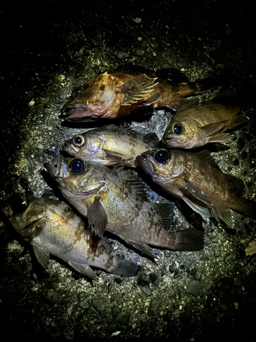 メバルの釣果